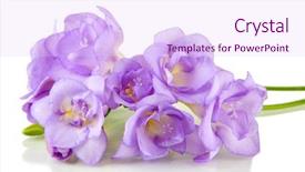  Presentation with brown sugar isolated on white - PPT layouts having beautiful bouquet of freesias isolated background and a pink colored foreground