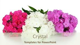  Presentation with isolated paw prints over white - Colorful presentation enhanced with beautiful-bouquet-of-phlox-isolated backdrop and a cream colored foreground