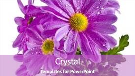  Presentation with chrysanthemum - Beautiful PPT layouts featuring bouquet of pink chrysanthemum flower backdrop and a purple colored foreground