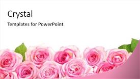  Presentation with pink rose - PPT layouts enhanced with beautiful bouquet of pink roses background and a white colored foreground