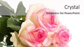  Presentation with pink roses - Audience pleasing PPT theme consisting of beautiful bouquet of pink roses backdrop and a sky blue colored foreground