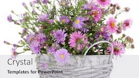 Presentation with purple flowers - Cool new presentation theme with beautiful bouquet of purple flowers in basket isolated on white backdrop and a light gray colored foreground