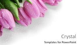  Presentation with tulips - Slides having beautiful bouquet of purple tulips isolated on white background and a white colored foreground