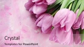  Presentation with pink and purple - Audience pleasing slides consisting of beautiful bouquet of purple tulips backdrop and a lemonade colored foreground