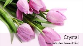 Presentation with purple floral sword - Theme featuring beautiful bouquet of purple tulips background and a lavender colored foreground