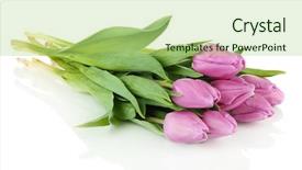  Presentation with purple floral shield - Presentation design enhanced with beautiful bouquet of purple tulips background and a mint green colored foreground