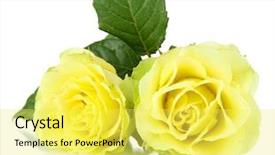  Presentation with roses - PPT layouts having beautiful bouquet of roses isolated background and a yellow colored foreground