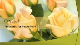  Presentation with beautiful green - Colorful slides enhanced with beautiful-bouquet-of-roses backdrop and a yellow colored foreground