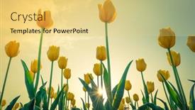  Presentation with season - Presentation theme having beautiful bouquet of tulips in spring season filtered image processed vintage effect background and a yellow colored foreground