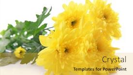  Presentation with chrysanthemum - 