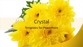 Presentation with chrysanthemum - Audience pleasing presentation design consisting of beautiful bouquet of yellow chrysanthemum backdrop and a gold colored foreground