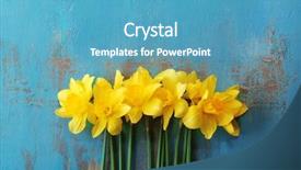  Presentation with yellow orange - Amazing presentation design having beautiful bouquet of yellow daffodils backdrop and a teal colored foreground