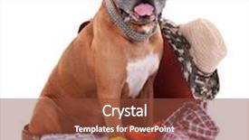  Presentation with boxer dog - Colorful presentation theme enhanced with beautiful boxer dog in suitcase isolated on white backdrop and a tawny brown colored foreground