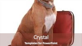  Presentation with boxer dog - Amazing PPT theme having beautiful boxer dog in suitcase isolated on white backdrop and a tawny brown colored foreground