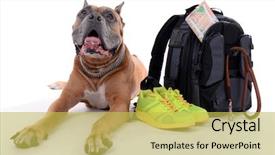  Presentation with boxer dog - PPT theme having beautiful boxer dog with backpack isolated on white background and a yellow colored foreground