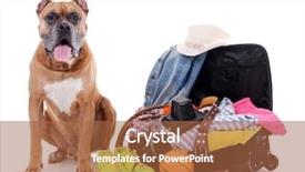  Presentation with boxer dog - Beautiful slide deck featuring beautiful boxer dog with open suitcase isolated on white backdrop and a red colored foreground