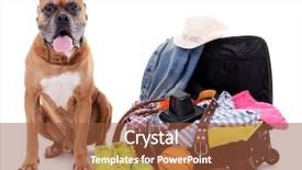  Presentation with boxer dog - Beautiful presentation theme featuring beautiful boxer dog with open suitcase isolated on white backdrop and a tawny brown colored foreground