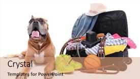  Presentation with boxer dog - Slides enhanced with beautiful boxer dog with open suitcase isolated on white background and a coral colored foreground