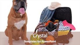  Presentation with boxer dog - Cool new slide set with beautiful boxer dog with open suitcase isolated on white backdrop and a tawny brown colored foreground