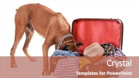  Presentation with boxer dog - PPT theme with beautiful boxer dog with suitcase isolated on white background and a red colored foreground
