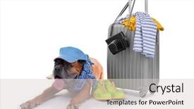 Presentation with boxer dog - Amazing PPT theme having beautiful boxer dog with suitcase isolated on white backdrop and a light gray colored foreground