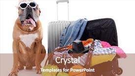  Presentation with boxer dog - Beautiful presentation theme featuring beautiful boxer dog with suitcases isolated on white backdrop and a red colored foreground