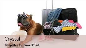  Presentation with boxer dog - Audience pleasing slides consisting of beautiful boxer dog with suitcases isolated on white backdrop and a coral colored foreground