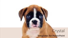  Presentation with boxer - Slide deck enhanced with beautiful-boxer-puppy-with-blue background and a coral colored foreground