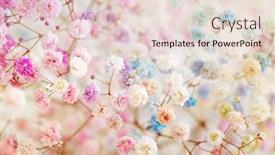  Presentation with colorful flower - Cool new theme with beautiful-branch-of-colorful-gypsophila backdrop and a lemonade colored foreground