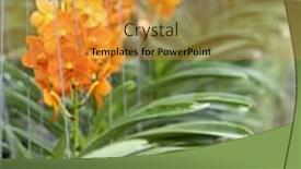  Presentation with beautiful orchid flowers - Slide deck with beautiful-branch-of-orange-flowers background and a gold colored foreground