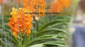  Presentation with beautiful orchid flowers - Slide set featuring beautiful-branch-of-orange-flowers background and a gold colored foreground