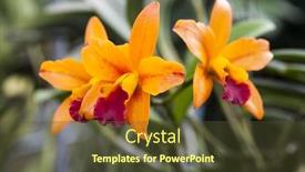  Presentation with beautiful orchid flowers - PPT layouts with beautiful-branch-of-orange-flowers background and a tawny brown colored foreground