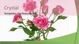  Presentation with roses - Audience pleasing presentation design consisting of beautiful-branch-of-roses backdrop and a coral colored foreground