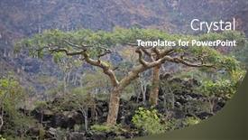  Presentation with beautiful green - PPT theme with beautiful-branches-cucumber-dendrosicyos-socotranus background and a gray colored foreground