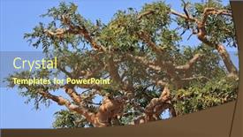  Presentation with beautiful green - Presentation theme having beautiful-branches-cucumber-dendrosicyos-socotranus background and a tawny brown colored foreground