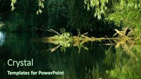  Presentation with green foliage - Theme enhanced with beautiful-bright-green-summer-foliage background and a wine colored foreground