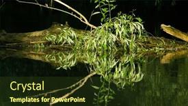  Presentation with green foliage - Presentation theme with beautiful-bright-green-summer-foliage background and a tawny brown colored foreground