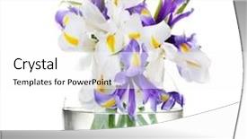  Presentation with iris flower - Slide set featuring beautiful bright irises in vase background and a white colored foreground