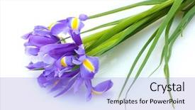  Presentation with iris flower - Presentation theme having beautiful bright irises isolated background and a light blue colored foreground