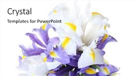  Presentation with iris flower - Amazing presentation theme having beautiful bright irises isolated backdrop and a white colored foreground