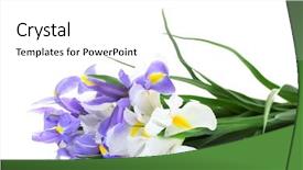  Presentation with iris flower - Cool new slide set with beautiful bright irises isolated backdrop and a white colored foreground