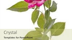  Presentation with color pink - 