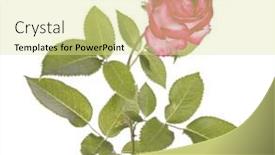  Presentation with color pink - 