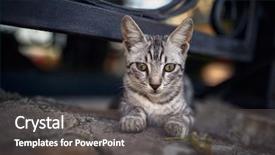  Presentation with examples street food - Colorful presentation design enhanced with beautiful bright striped street cat backdrop and a dark gray colored foreground