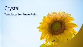  Presentation with blue flower - Beautiful slide deck featuring beautiful bright sunflower against the blue sky summer flower backdrop and a sky blue colored foreground