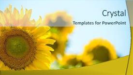  Presentation with sunflowers - Cool new slide deck with beautiful bright sunflowers against the blue sky summer flowers backdrop and a cool aqua colored foreground