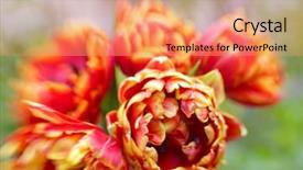  Presentation with tulips - Slides having beautiful bright tulips close up background and a coral colored foreground