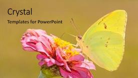  Presentation with sulphur - PPT layouts featuring beautiful bright yellow cloudless sulphur background and a gold colored foreground