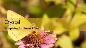  Presentation with orange butterfly - Cool new theme with beautiful bright yellow orange sulphur butterfly feeding on a faded pink zinnia against muted green fall garden background backdrop and a gold colored foreground