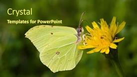  Presentation with butterfly - Beautiful slide set featuring beautiful-brimstone-butterfly-is-drinking backdrop and a tawny brown colored foreground